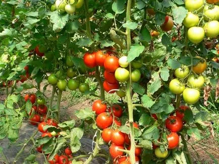 Fertilizarea răsaduri de tomate - un angajament de recoltă bogată