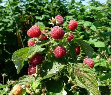 De ce zmeura se usuca cu fructe de pădure și ce să facă