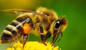 Proprietăți utile de venin de albine, utilizate în medicină