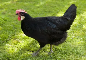 Менорка порода пилета характеристика, описание, снимки и коментари