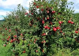 Засаждане на ябълкови дървета през пролетта в Сибир