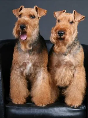 Welsh terrier fajta képek, videók, leírások a kutyák és kölykök, a természet és gondozási tippek