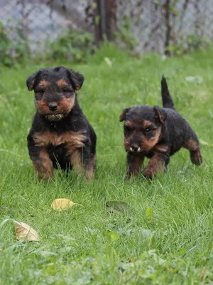 Welsh terrier fajta képek, videók, leírások a kutyák és kölykök, a természet és gondozási tippek