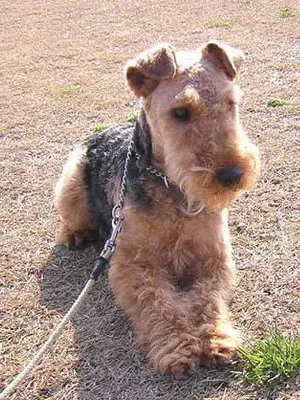 Welsh terrier fajta képek, videók, leírások a kutyák és kölykök, a természet és gondozási tippek