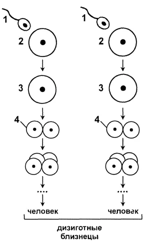 Концепцията на еднояйчни и двуяйчни близнаци - studopediya