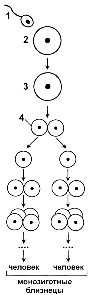 Концепцията на еднояйчни и двуяйчни близнаци - studopediya