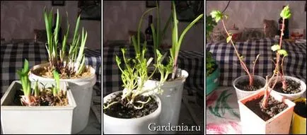 Отглеждане на градински растения у дома