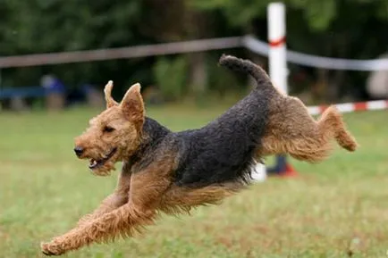 fotografii Welsh terrier rasa, video, descrieri ale câinilor lor și căței, natura și sfaturi de îngrijire