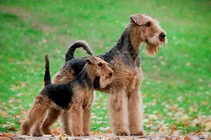 Welsh terrier fajta képek, videók, leírások a kutyák és kölykök, a természet és gondozási tippek