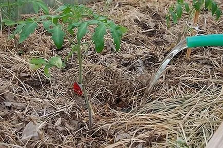 lapte de tomate Udarea