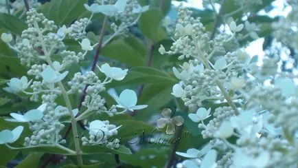 hortensii de tăiere adecvată - un angajament de înflorire abundentă