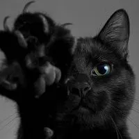 Късметът черна котка изтича другата страна на пътя