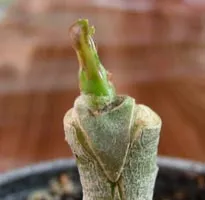 Ваксинацията Adenium видове снимка