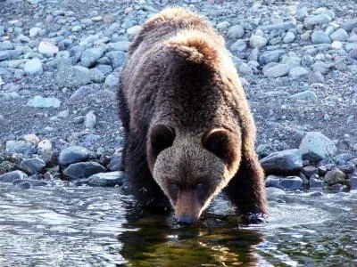 Natura, plante și animale din Sahalin