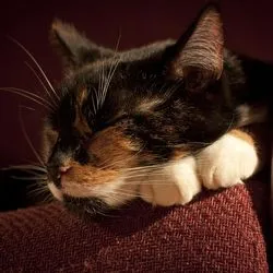 Végbélgyulladás macskáknál, tünetek, kezelés - szól macskák és macskák szeretettel