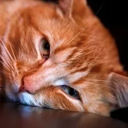 Végbélgyulladás macskáknál, tünetek, kezelés - szól macskák és macskák szeretettel