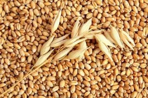 Пшеницата като магазин 