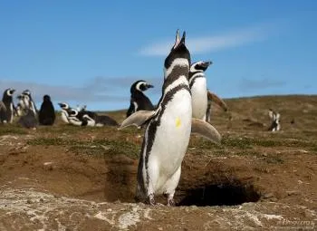 За Penguin Степанович и неговият глас (чилийски pingviniana) пътуват снимка дневник