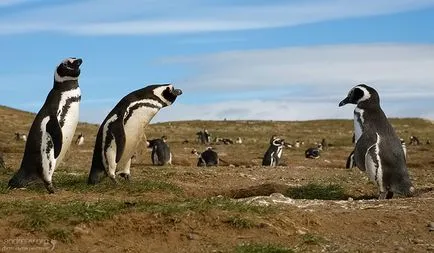 За Penguin Степанович и неговият глас (чилийски pingviniana) пътуват снимка дневник