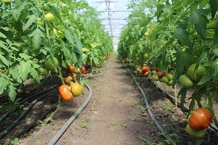 Производителите Krivyanskaya домати не оценят по споразумението Путин и Ердоган