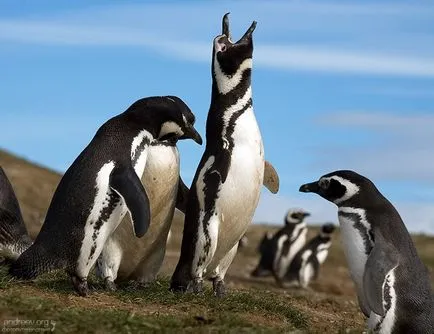 За Penguin Степанович и неговият глас (чилийски pingviniana) пътуват снимка дневник