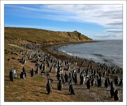 За Penguin Степанович и неговият глас (чилийски pingviniana) пътуват снимка дневник