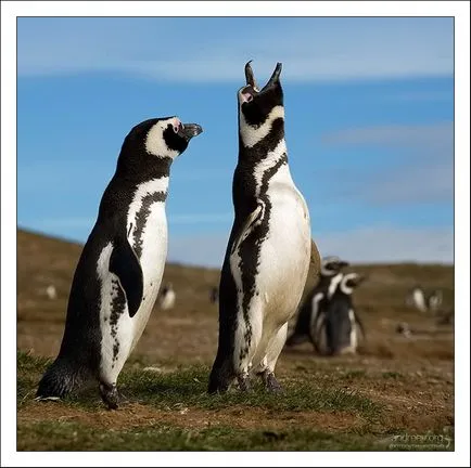 За Penguin Степанович и неговият глас (чилийски pingviniana) пътуват снимка дневник