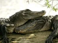 Crocodil american (acutus) Zona de crocodil rezoluție clară cu nasul Descriere patrie culoare