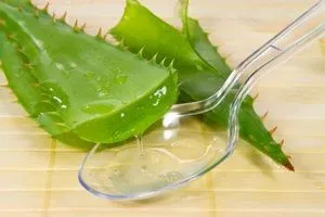 Aloe bronchitis, köhögés kezelésére gyógyszereket mézes receptek