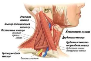 Az anatómiai szerkezeti jellemzői a nyaktartománynál