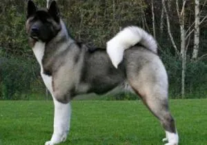 Akita american