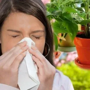 Az allergének otthon, hogyan lehet megelőzni az allergiás, a por, a penész, állati szőr, festék