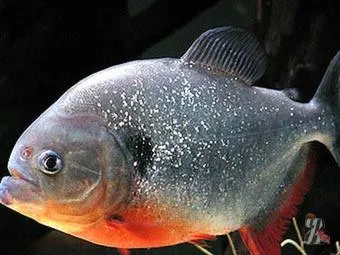 Aquatic pesti carnivori piranha de îngrijire pentru ei, compatibilitatea peștilor piranha cu alte specii de pești la