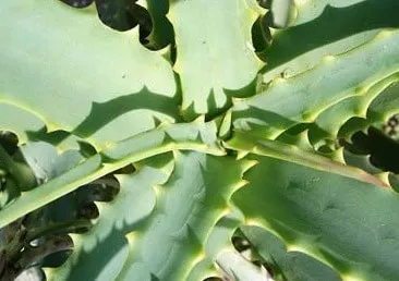 Aloe potrivit pentru curatarea organismului, curatarea organismului sănătății umane