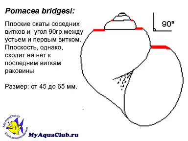 Ampulyarii или охлюв-ябълка