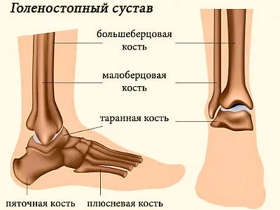 Анатомия на костите човешкия крак