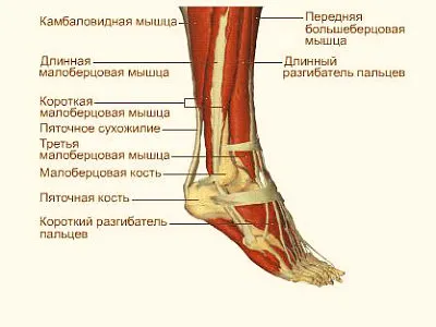 Анатомия на костите човешкия крак