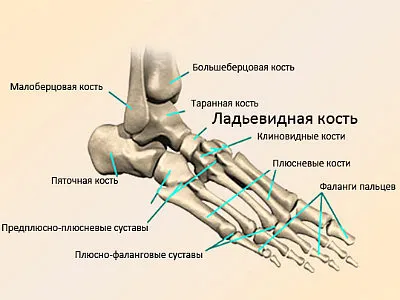 Анатомия на костите човешкия крак