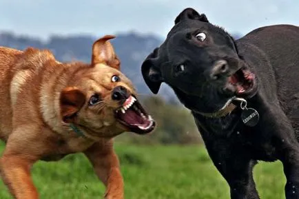 Агресията при кучета
