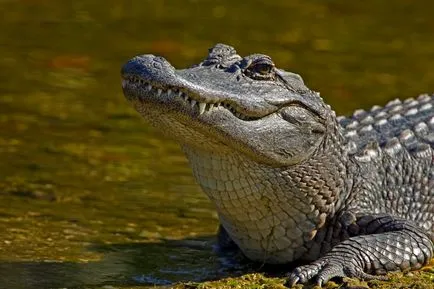 американската крокодил