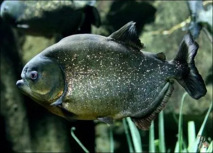 Vízi húsevő halak piranhák ellátást számukra kompatibilitását piranha hal más halfajok at