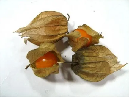 Physalis utilaje agricole