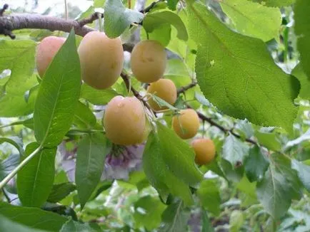 Prune și prune Care este diferența