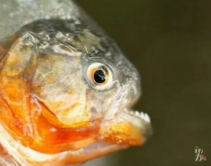 Aquatic pesti carnivori piranha de îngrijire pentru ei, compatibilitatea peștilor piranha cu alte specii de pești la