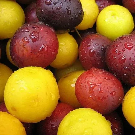 Prune și prune Care este diferența