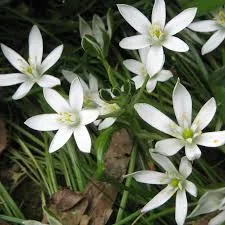 Ornithogalum (Ornithogalum)