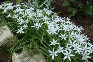 Ornithogalum (Ornithogalum)