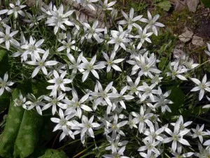 Ornithogalum (Ornithogalum)