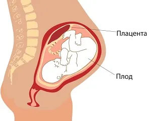 Amplasarea placentă în timpul sarcinii