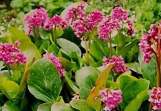 soiuri de plante Saxifrage și fotografii de frunze și flori, cultivare și întreținere